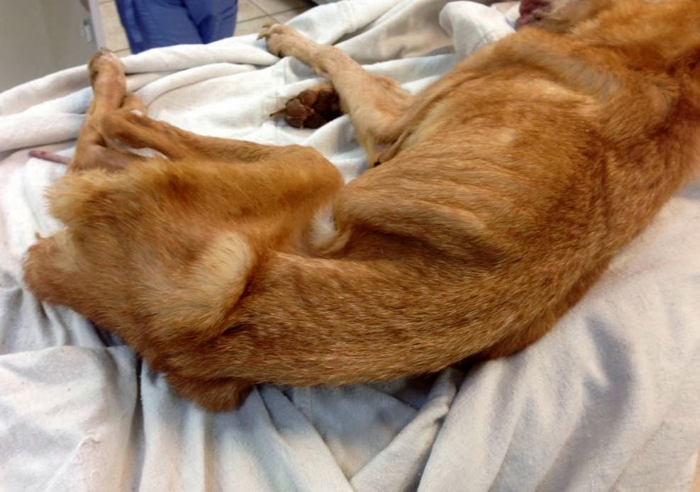 Cat Killer Dog Breeds Cat Killer Dog Breeds