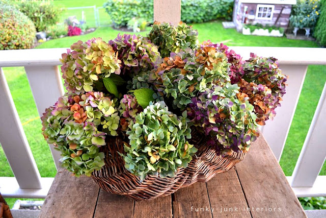 dry hydrangea