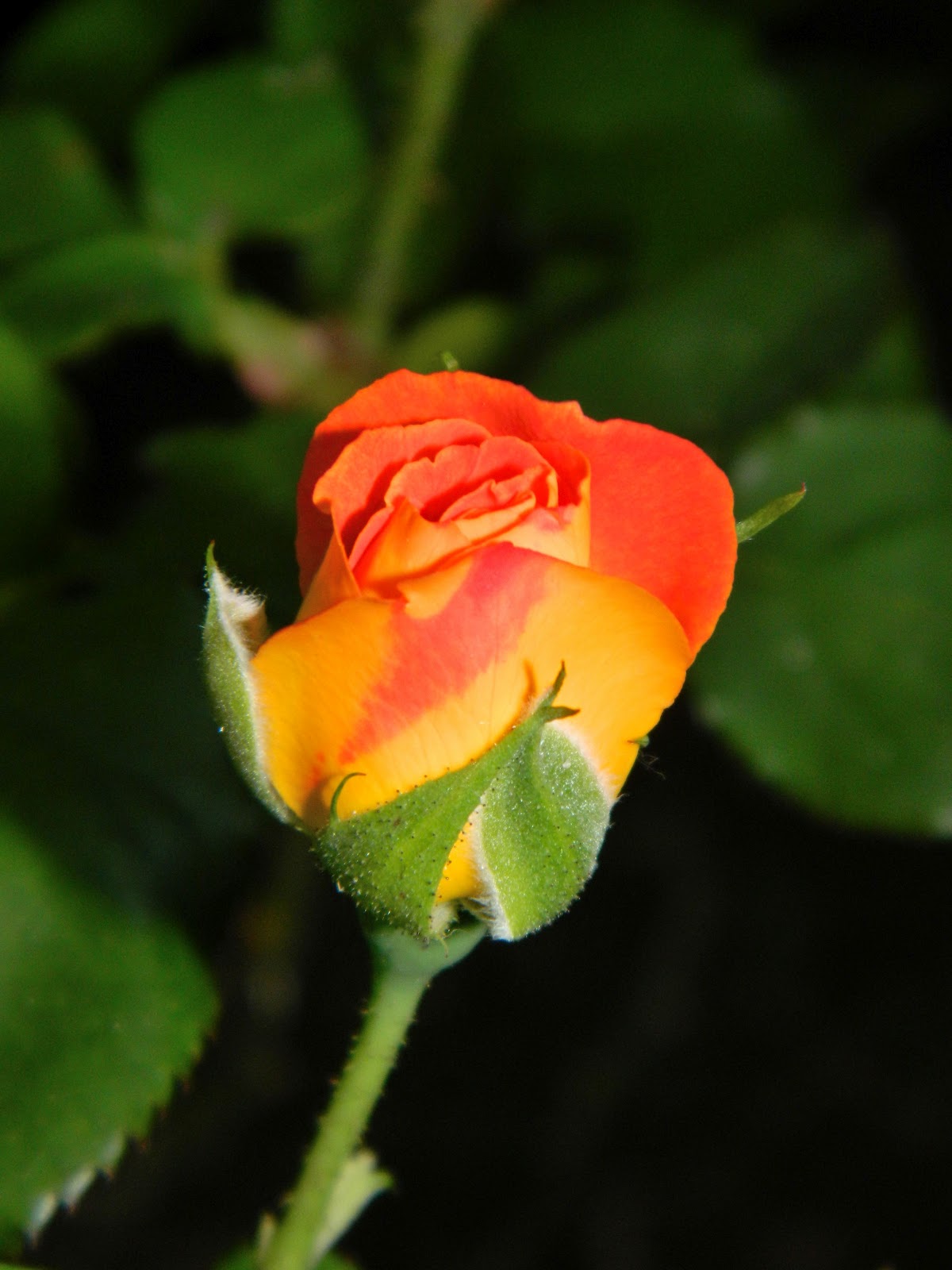 Daily Close Up Blooming Rose