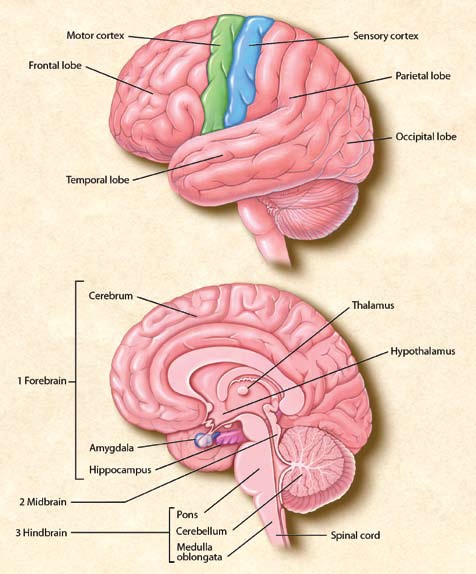 hindbrain