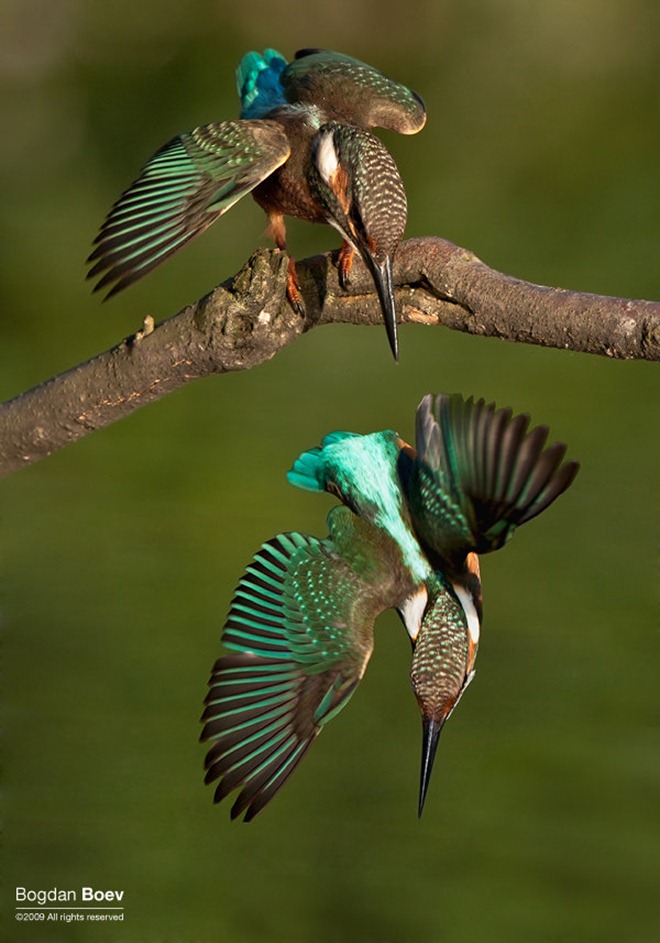 Birds 3 / Beautiful Bird's Clicks 3 WallPapers