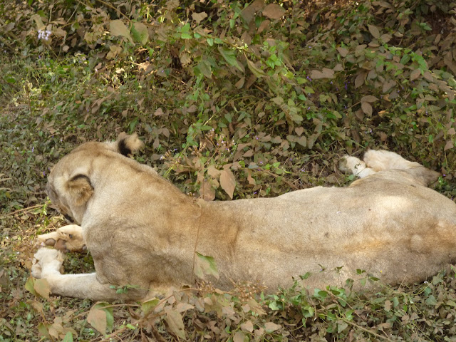 Lion Jungle Safari Nandankanan Zoo Odisha