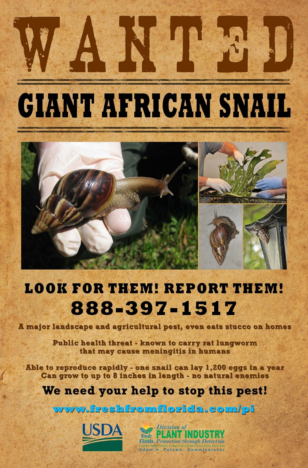 african snail hawaii