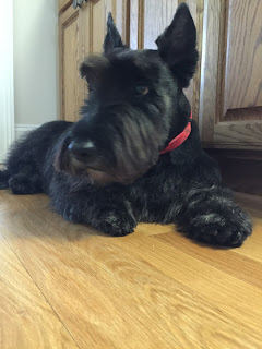 Scottish Terrier