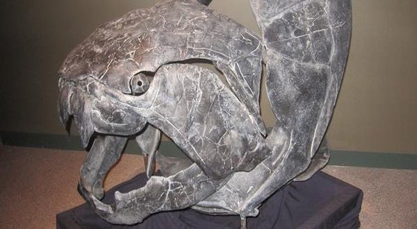 Tulang Ikan Lapis Baja Yang Pernah Hidup 380 Juta Tahun Lalu Ditemukan Bengkalis Pos