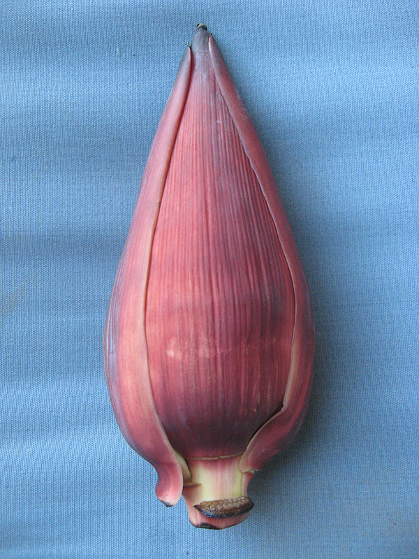 Morsels and Musings gỏi mực bắp chuối (banana blossom & squid salad)