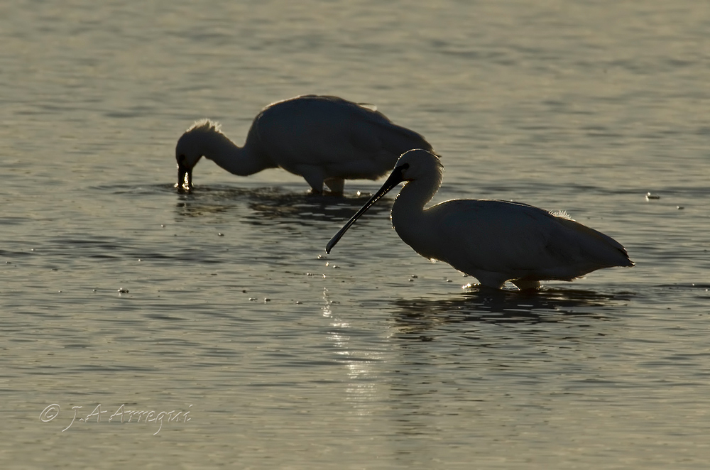 Espatula, Platalea leucorodia, Spoonbill Espatula, Platalea leucorodia, Spoonbill