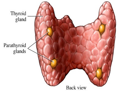 Thyroid or Uske Kaaran 