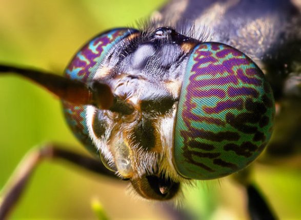 Robber Fly Robber Fly Thomas Sahan