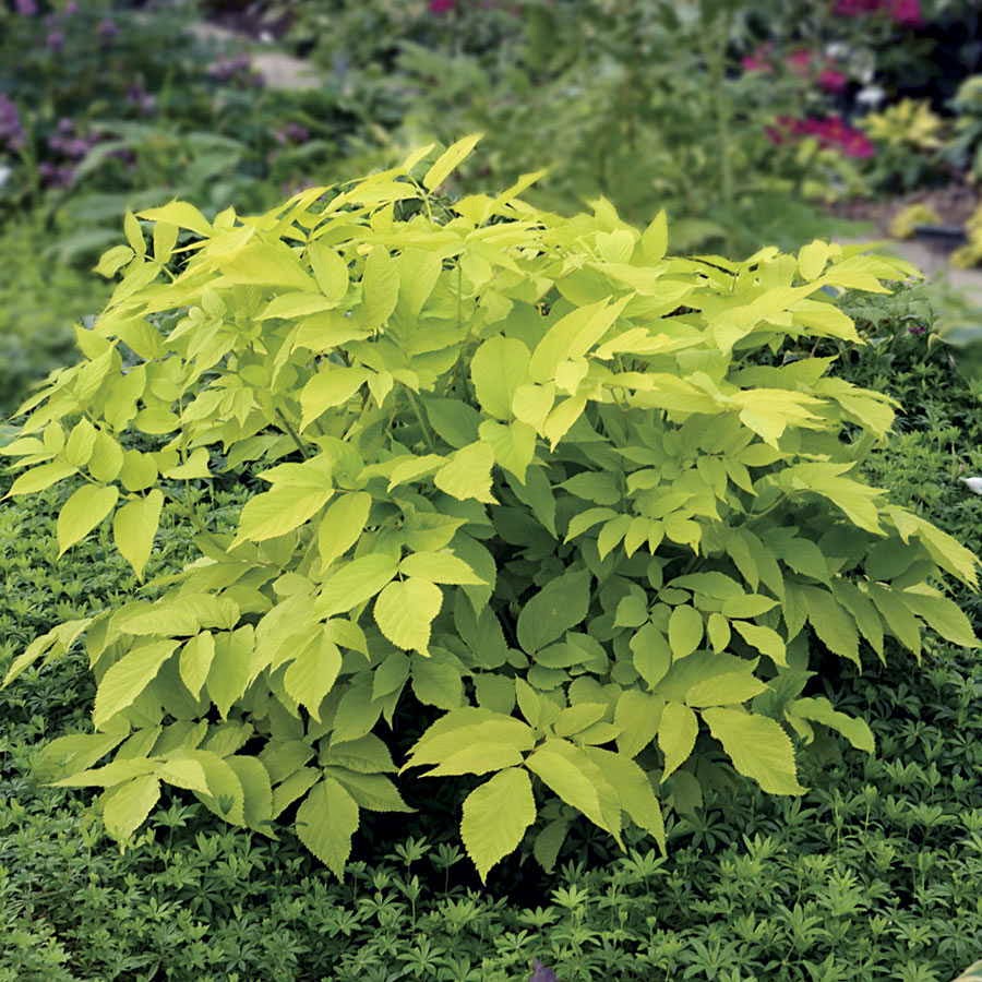 Aralia Sun King