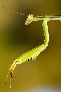 Para ampliar Mantis religiosa (Santateresa, mantis palo) hacer clic