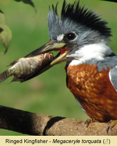 Birds of Brazil