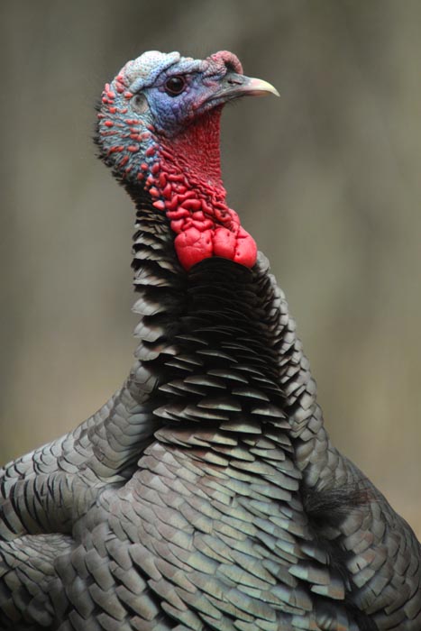 what is a snood on a turkey what is a snood on a turkey