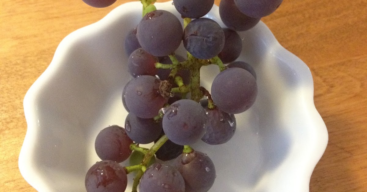 Eating & Concord Grapes from Our Garden