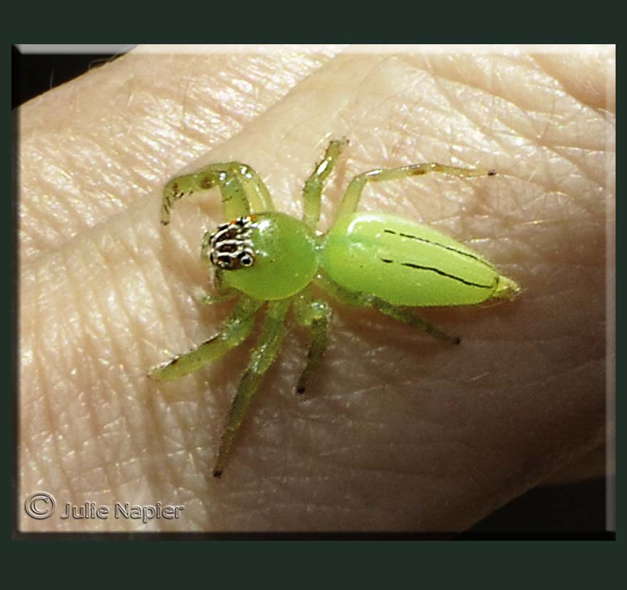 Green Jumping Spider on a Finger