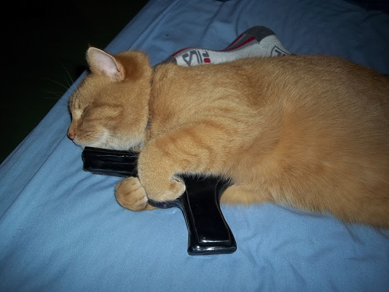 Cutest Cat in The World Sunday Update Baby's got a gun