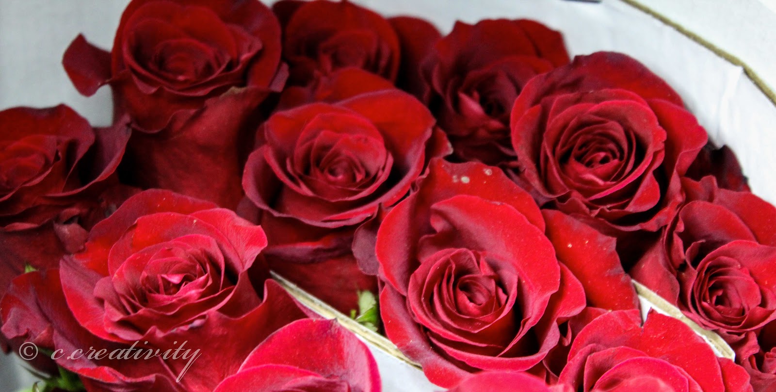 Day one photography: valentines rose Valentine's Day: Readying Roses & Specials