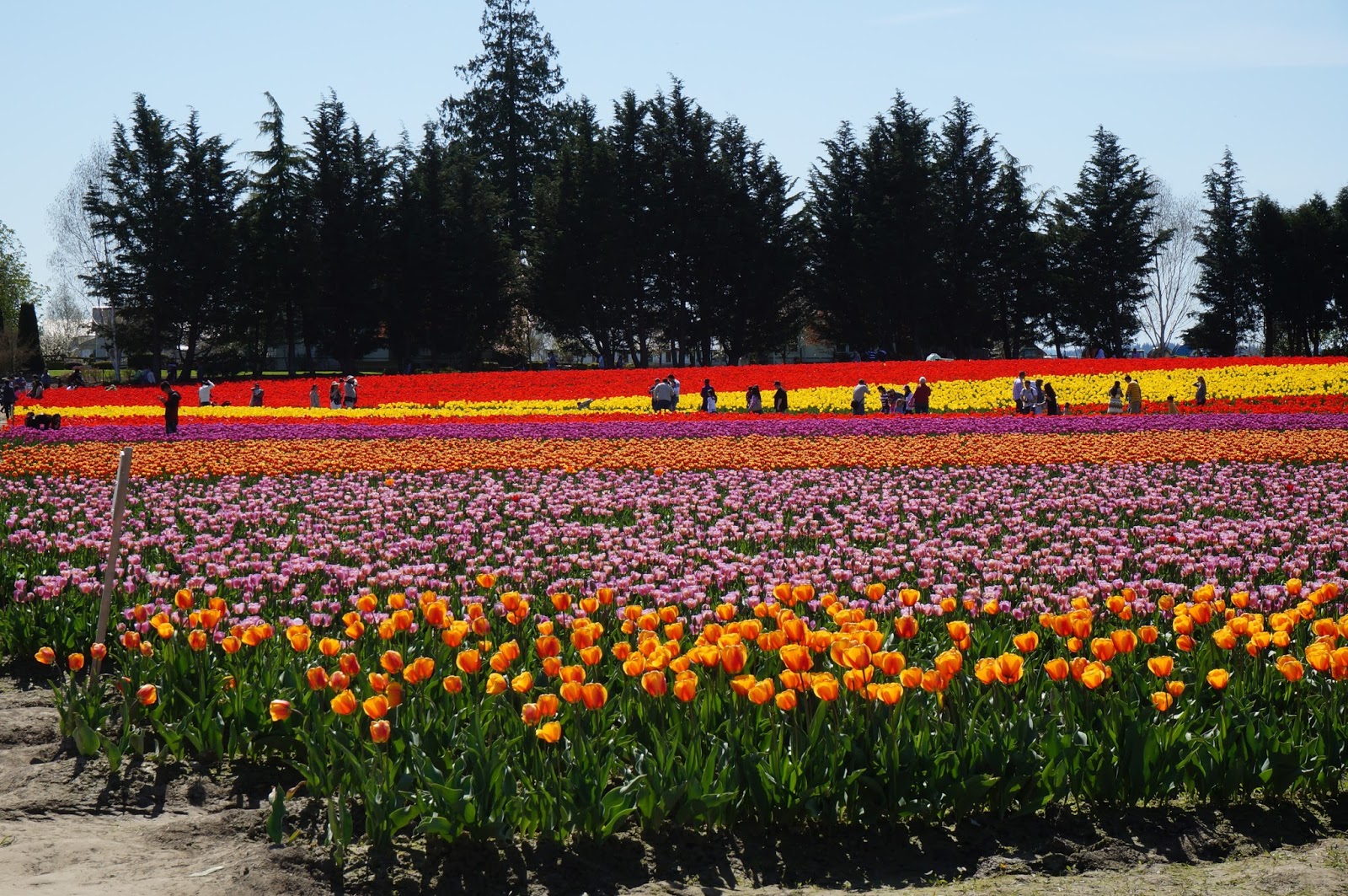 Moments of Delight...Anne Reeves Seattle Skagit Tulip Festival in