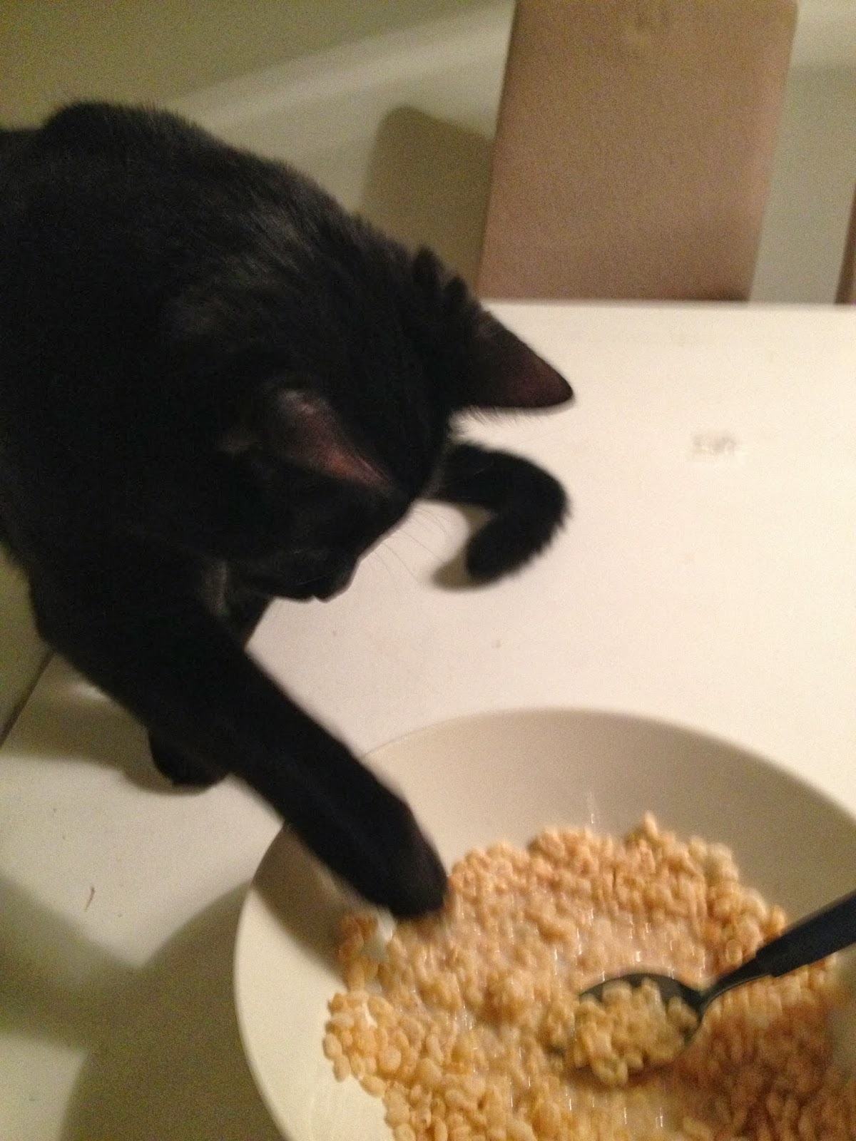 The Daily Cat I just love Rice Krispies..