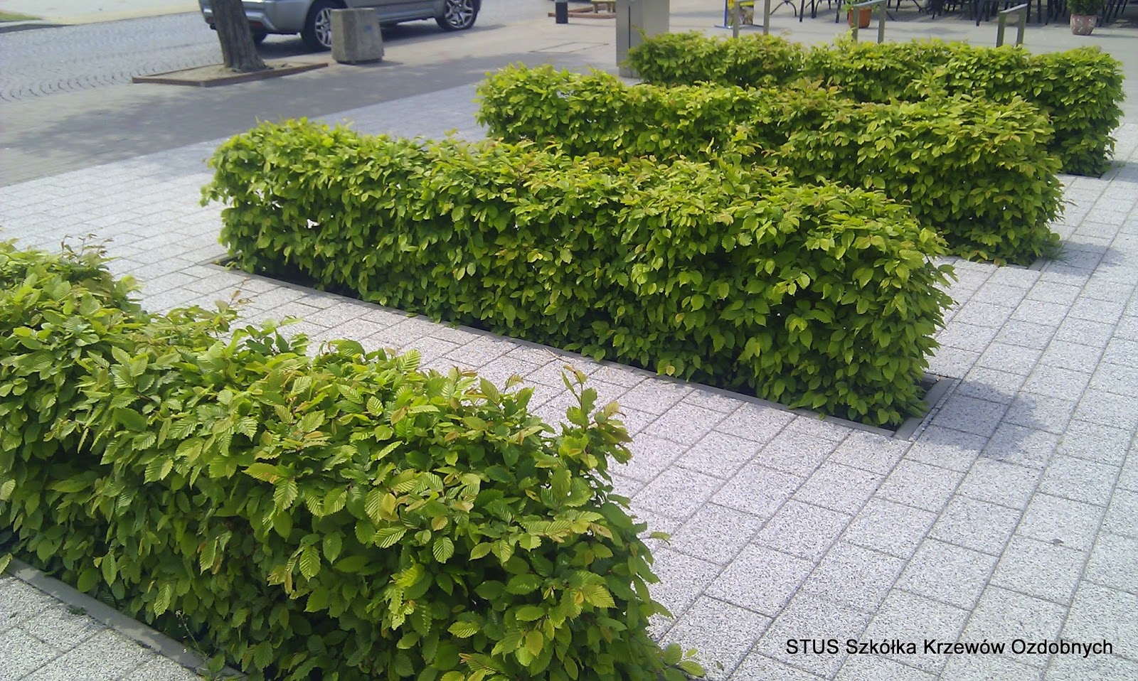 Ogrodniczy Blog niepospolity żywopłot z grabu pospolitego (i nie tylko...)