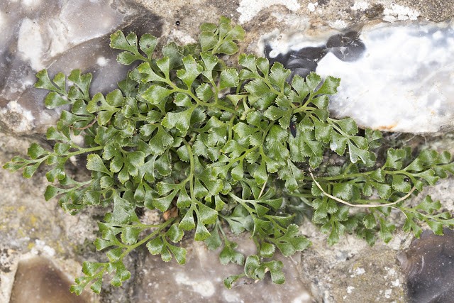 Wall Rue, Asplenium ruta-muraria. On the churchyard wall in Downe, 27 June 2015. Wall Rue, Asplenium ruta-muraria. On the churchyard wall in Downe, 27 June 2015.