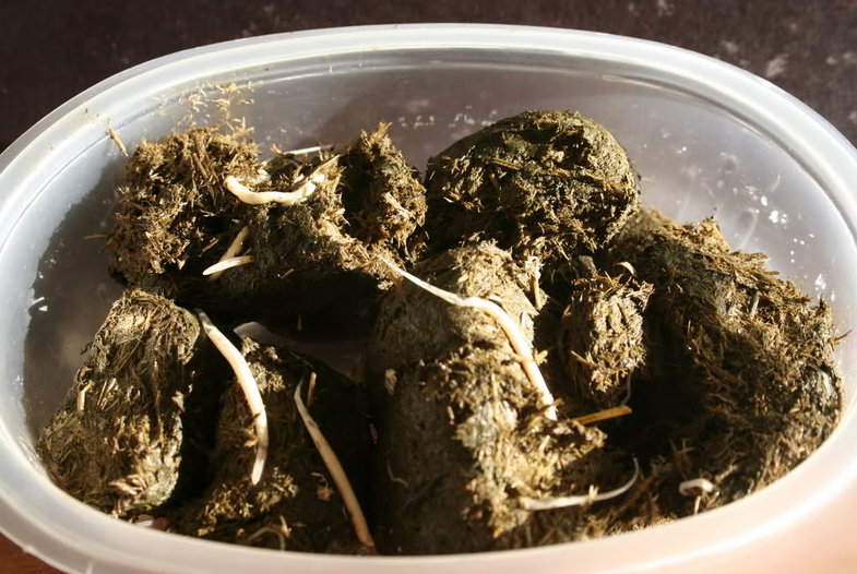 Can Horses get Worms from Eating Hay? Tack N Tails