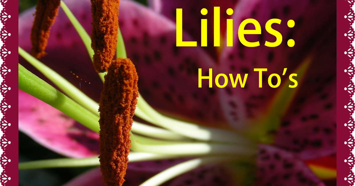 The Green Gardener How 2's lilies