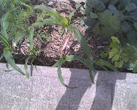 Have A Garden - No Matter How Small | Prepared For Survival - Food