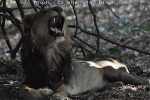 Old lion with its top-left canine incisor tooth missing.