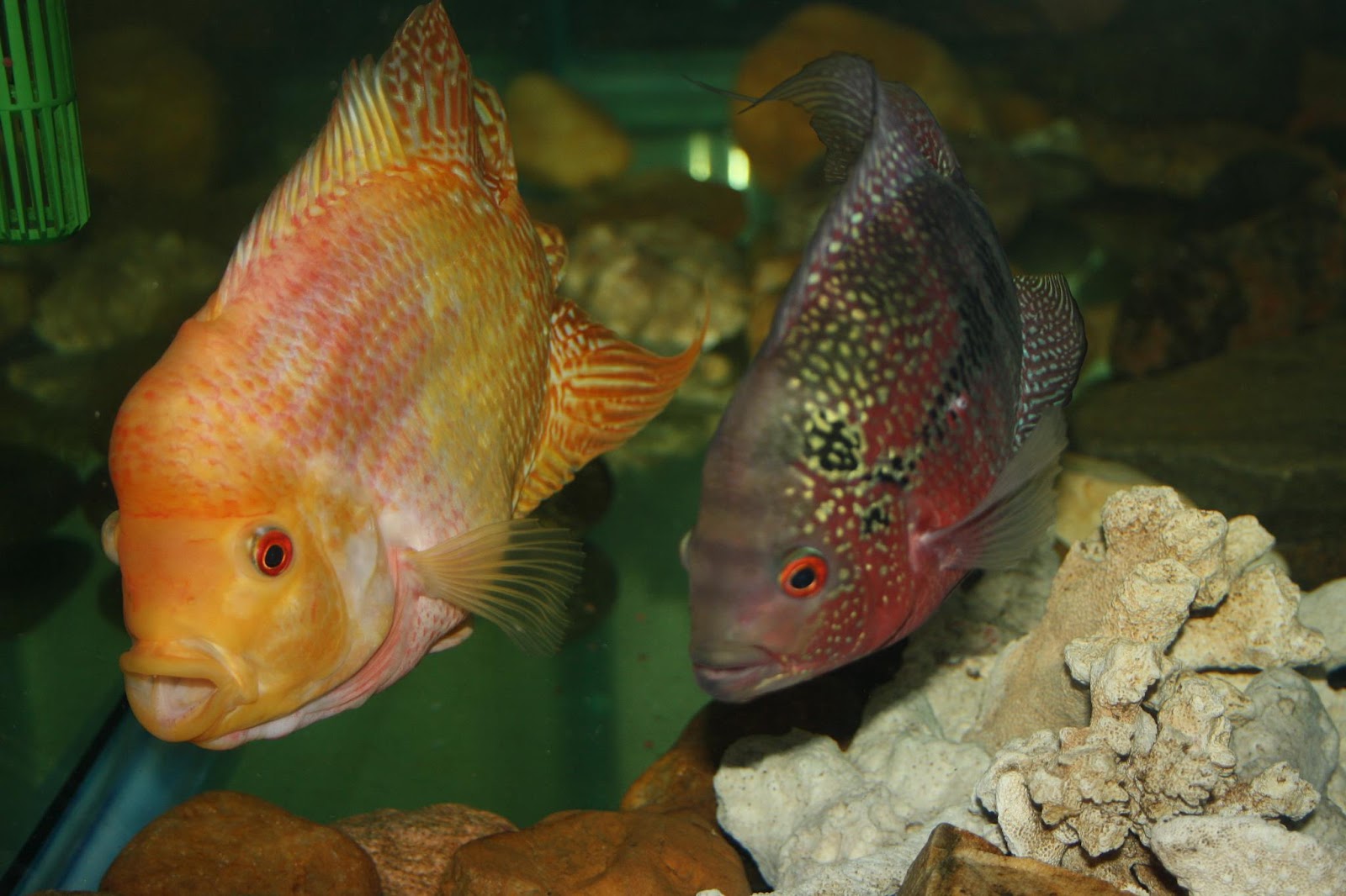 All about betta fish breeding pair flowerhorn