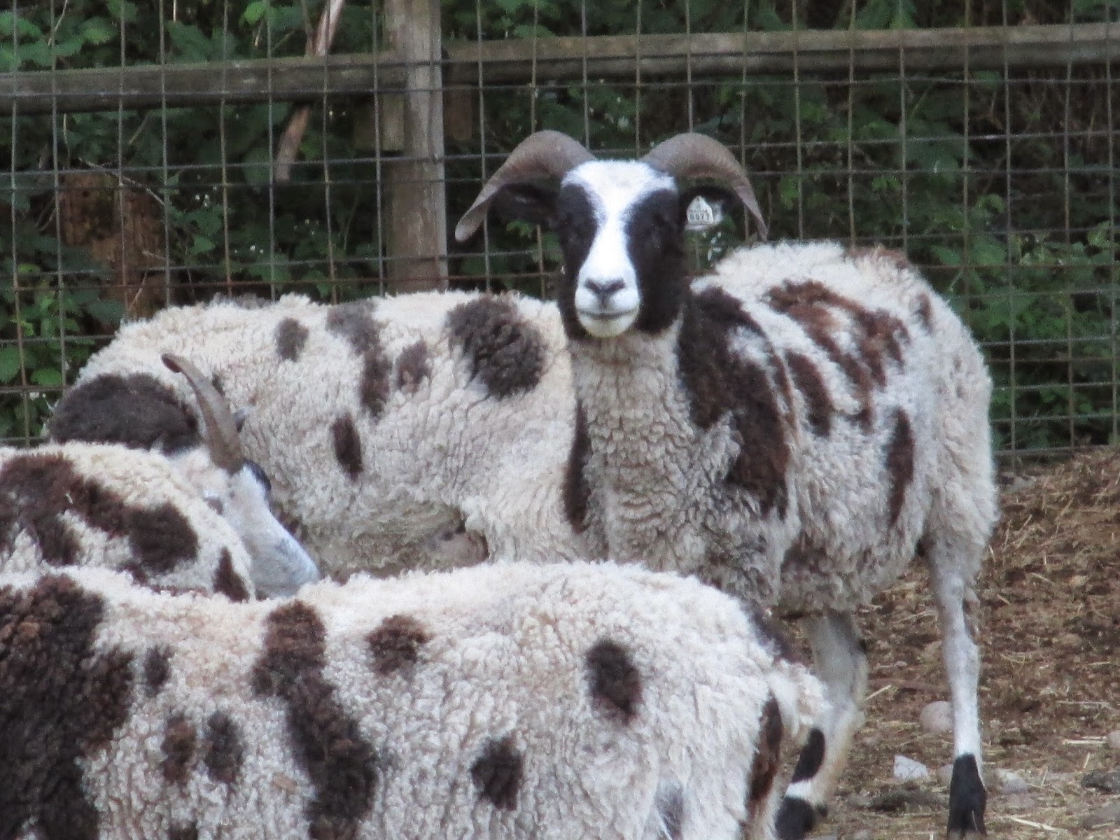 Red Dog, Spotted Sheep Cedar Pond Jacob Sheep for Sale