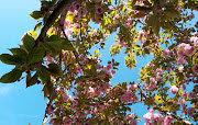 Fiori di primavera (5 foto) (zanleone primavera )