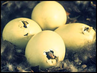 cara menetaskan telur bebek