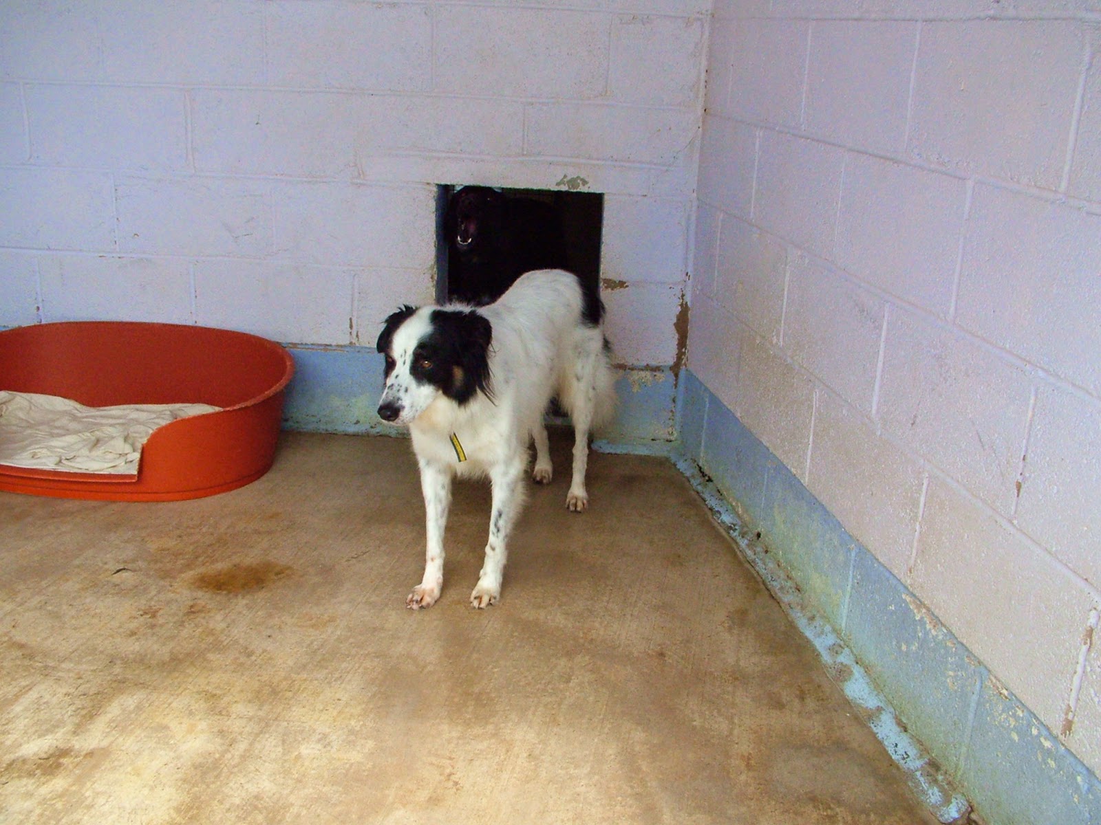Dog in rescue centre dog in rescue centre