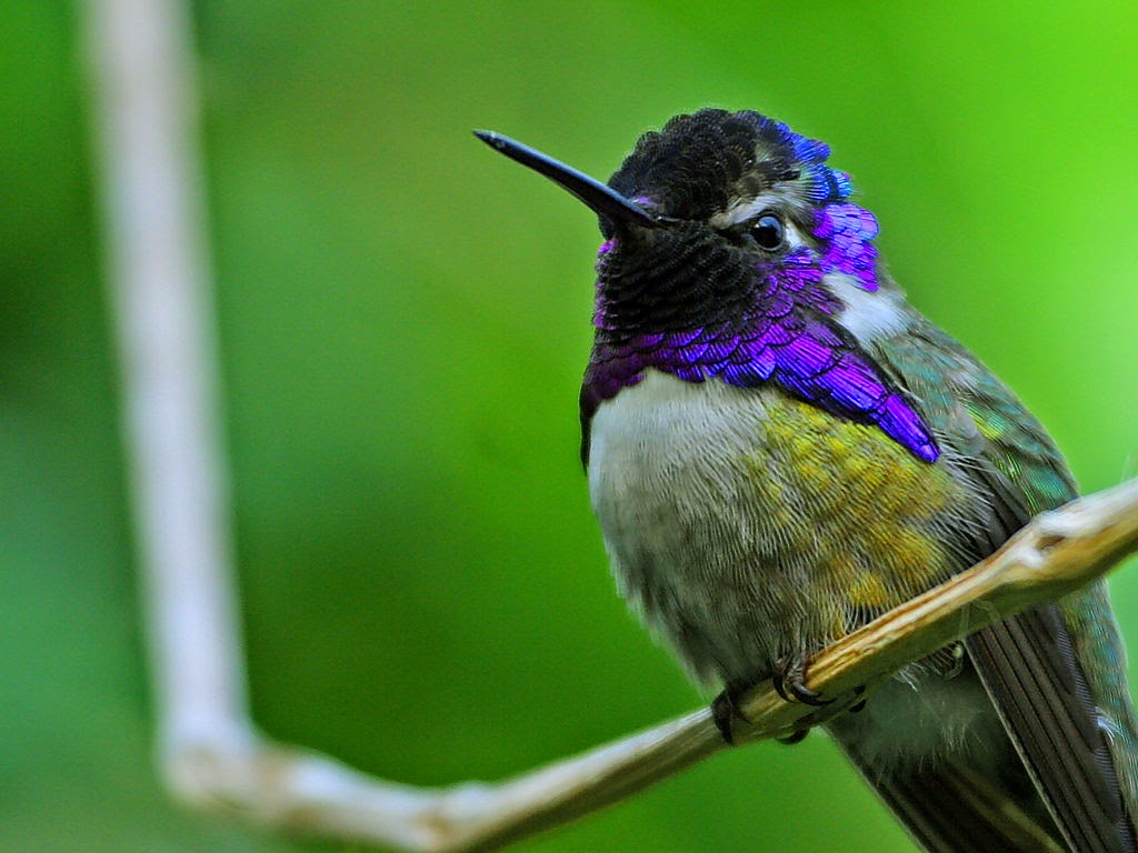 nature snacks can humming birds sit down nature snacks can humming birds sit down