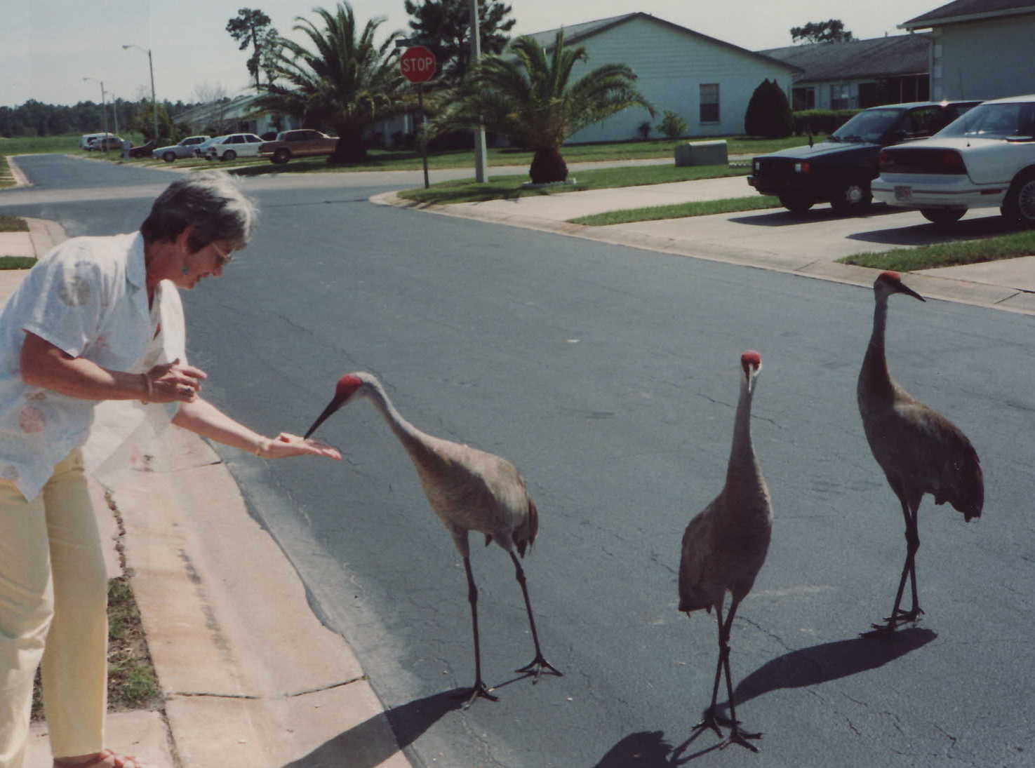 Pets and other Critters Sandhill Cranes