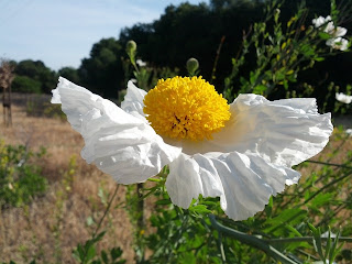 Single Matilija poppy flower