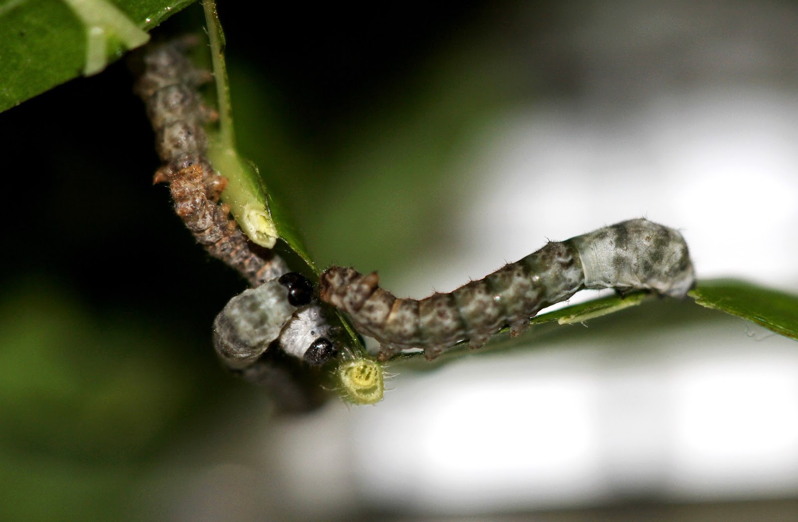 Amazing Silkworms: Anatomy of the Silkworm Larva (Part 2)