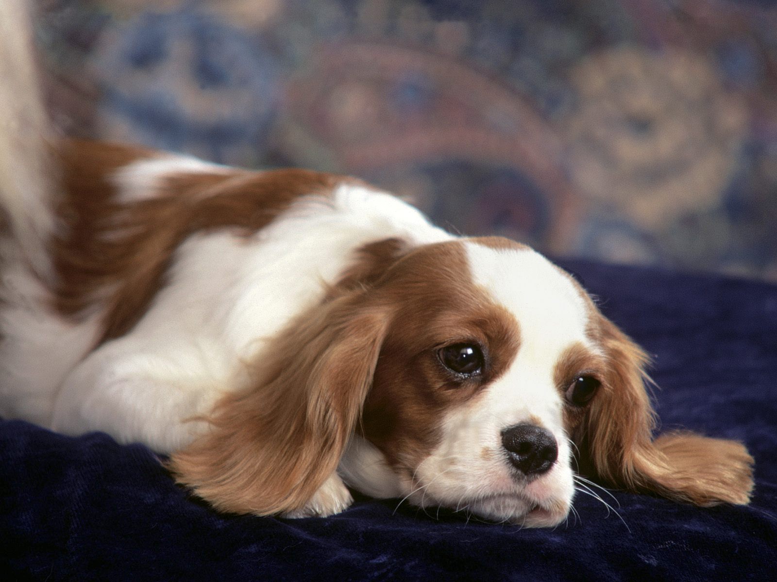 king charles spaniel breeders king charles spaniel breeders