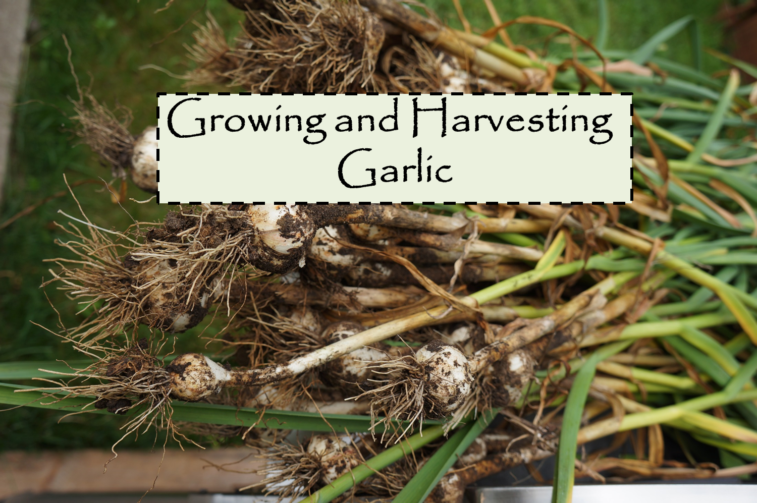 To Harvest Garlic When How