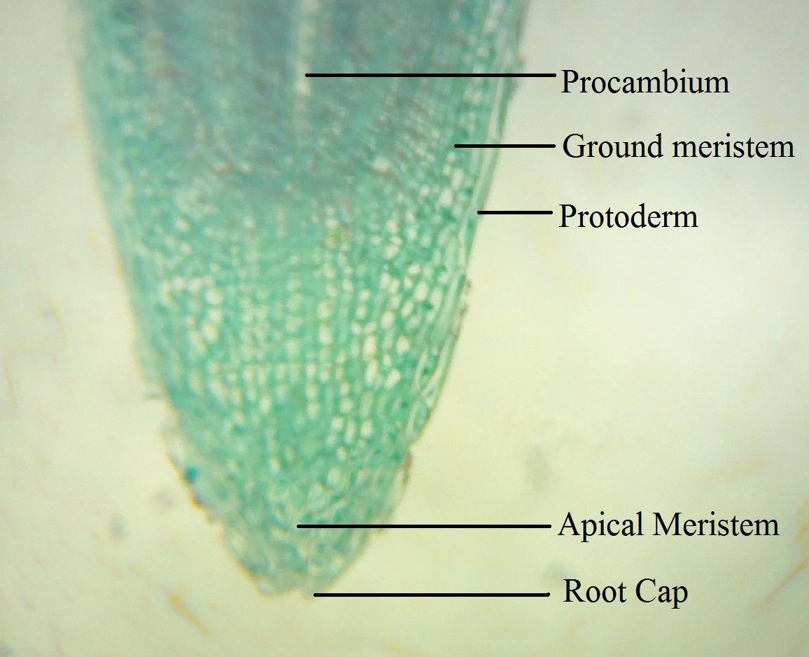 UBC Biology 210 Blog Lab 3 Roots and Root Modifications