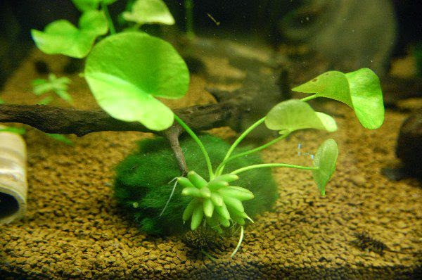 live aquarium plants banana