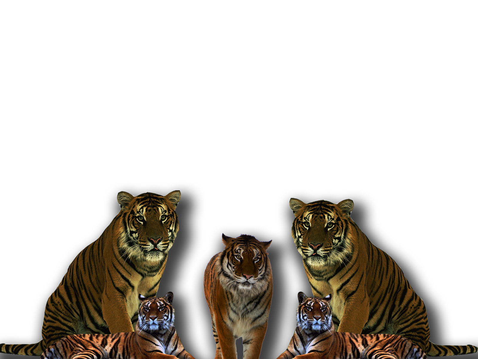 Tiger Render PNG File