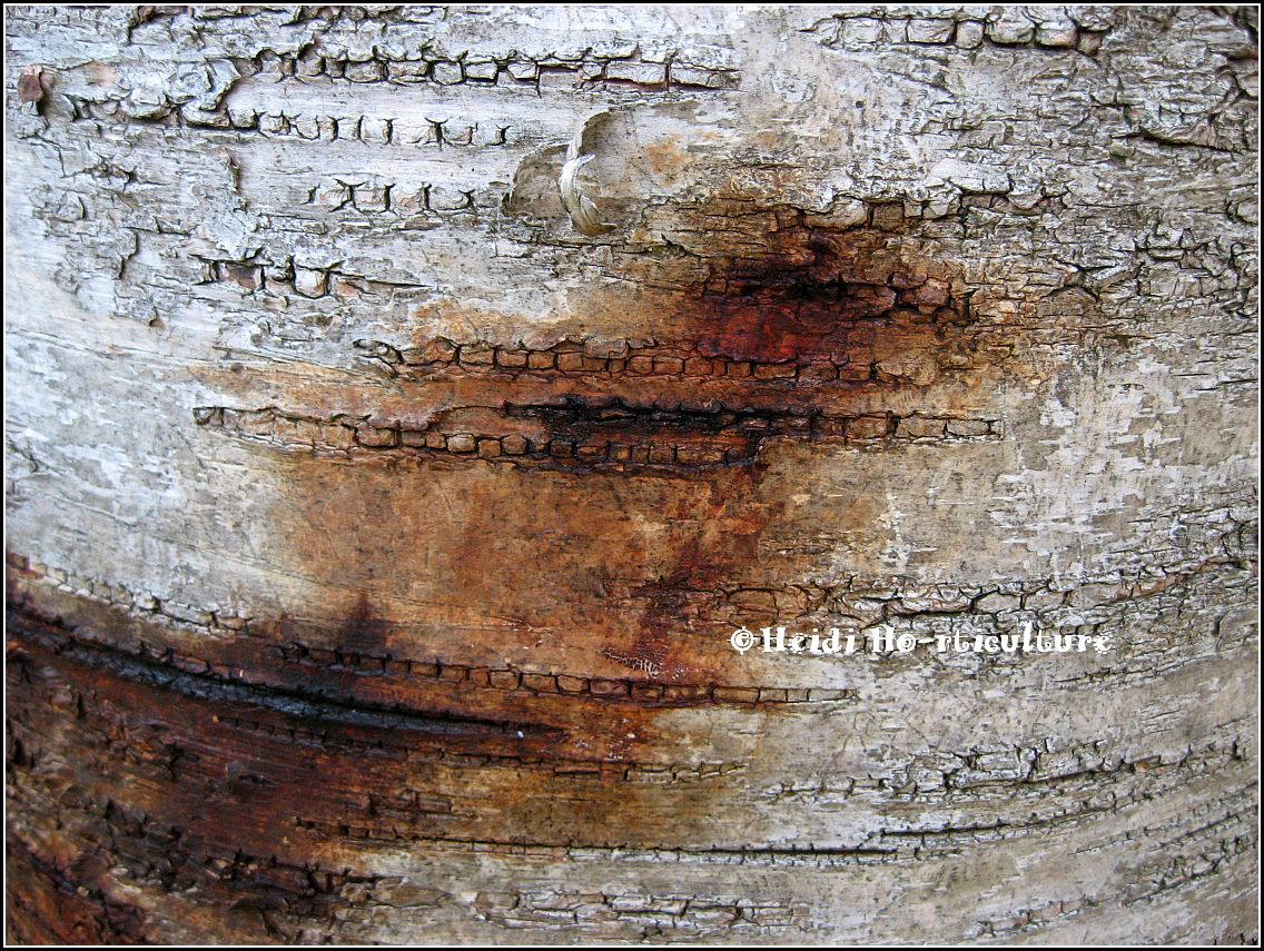 Heidi Horticulture Phytophthora Bleeding Canker on Birch