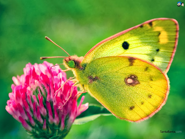 Butterfly Wallpapers Free Download