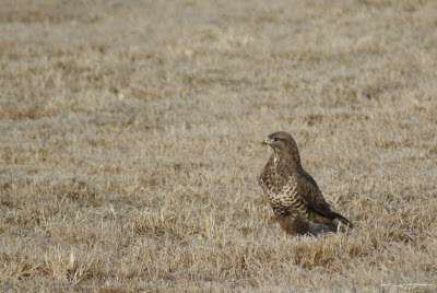 Sorecar Comun-CommonBuzzard-Buteobuteo-Mäusebussard-Egerészölyv-Busevariable