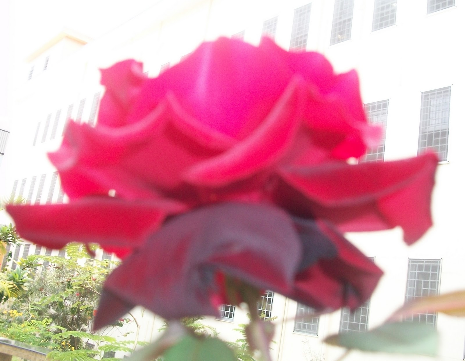 FLORES & CIA Príncipe Negro