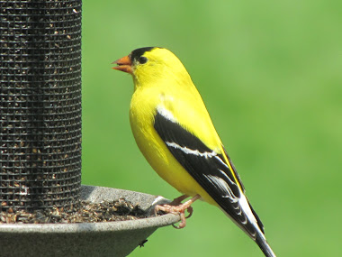 Goldfinch Eating Thistleseed