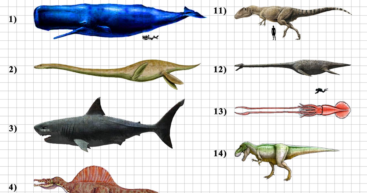 Predator Haven SPEAKING OF PREDATORS