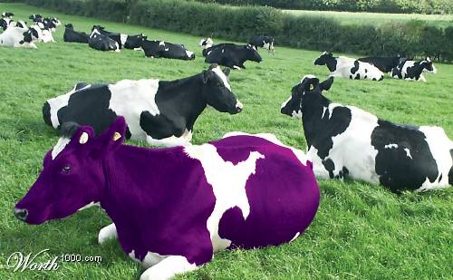 purple-cow2.jpg